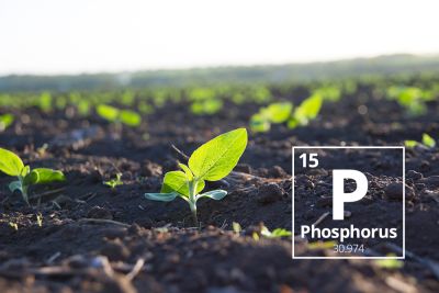 ESSENTIAL ROLE OF PHOSPHORUS IN PLANTS