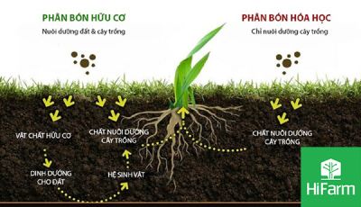 DINH DƯỠNG QUYẾT ĐỊNH SINH TRƯỞNG VÀ PHÁT TRIỂN CỦA CÂY TRỒNG