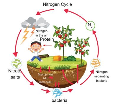 HOW DOES NITROGEN HELP PLANTS GROW?