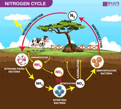 LÀM THẾ NÀO NITROGEN GIÚP CÂY TRỒNG PHÁT TRIỂN?